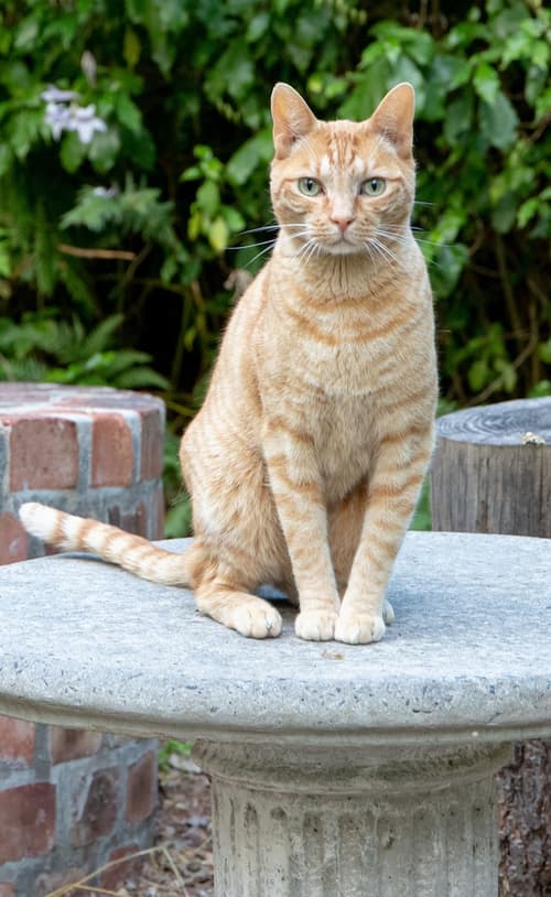 Languedoc Farm, Exterior