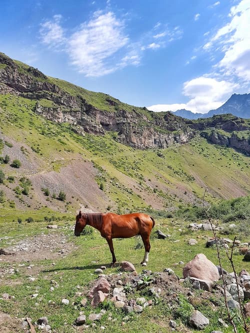 Cozy Hotel Kazbegi