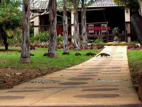 Lidiko Lodge, Property grounds