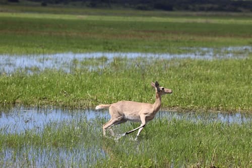 Montebelo Milibangalala Bay Resort