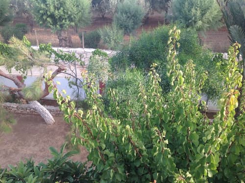 Petras Beach, Property grounds