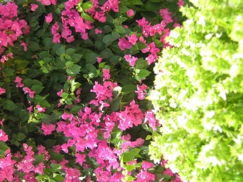 Anatolia Hotel, Property grounds