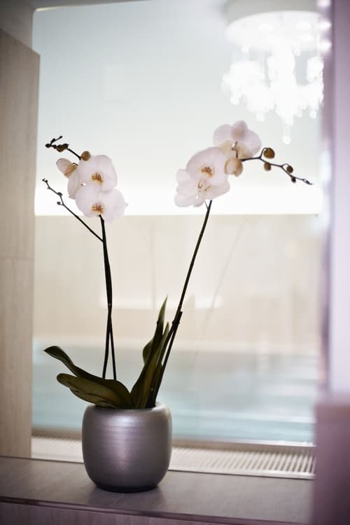 Hotel Sans Souci, Vienna