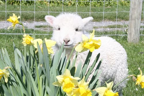 The Point Bed & Breakfast, Property grounds