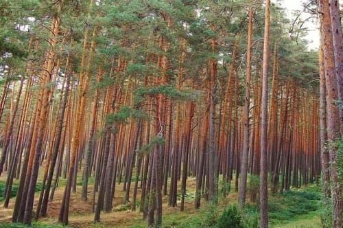 Hotel AR Isabel de Farnesio