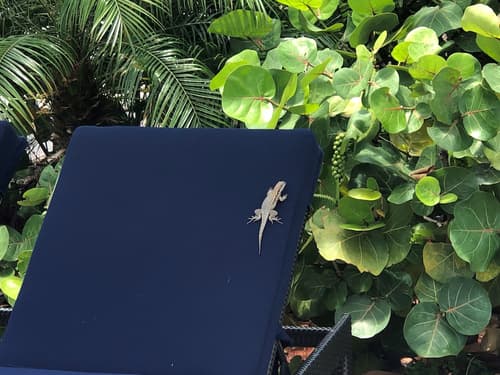 Dolphin Cove - Adults Only, Pool