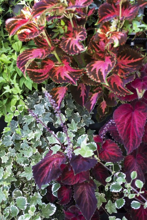 The Corner Roma, Terrace/patio