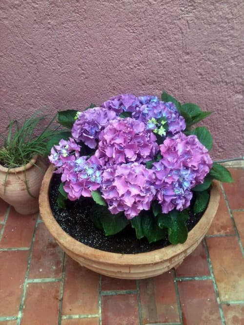 Porto Maltese Boutique Estate, Terrace/patio