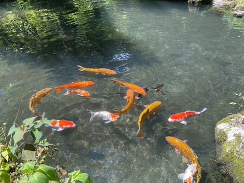 Hakone Kowakien, Room