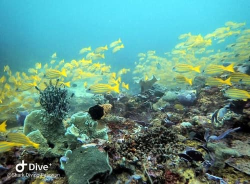 Carpe Diem Villas & Resort