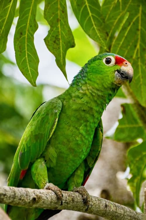 Akwaba Lodge Island Boutique Hotel, Miscellaneous