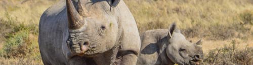 Botswana Family Safari Comfort