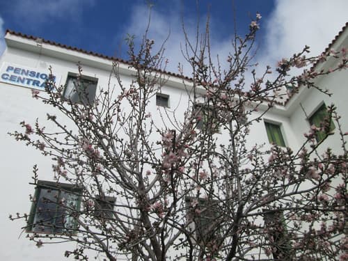 La Palma Hostel - Pensión Central