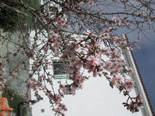 La Palma Hostel - Pensión Central