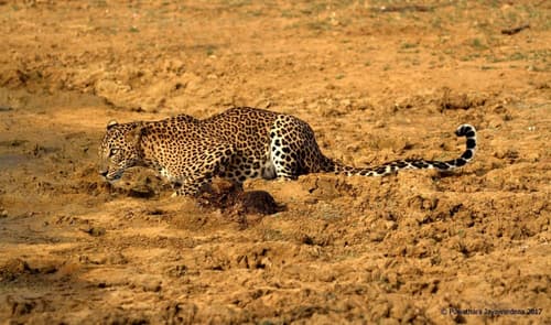 Back Of Beyond Dune Camp - Yala