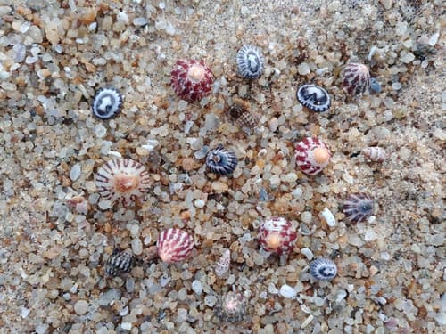 Back Of Beyond Dune Camp - Yala, 