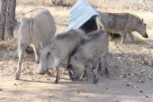 Woodpecker Lodge B&B