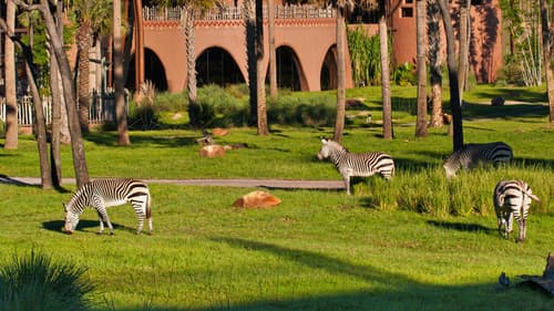 Disney's Animal Kingdom Lodge, Exterior View
