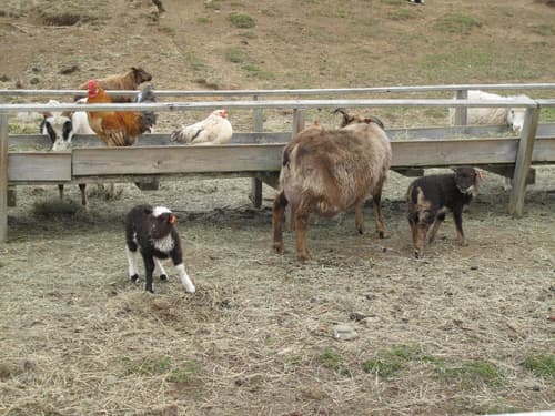 Lamb Inn Öngulsstaðir, General view