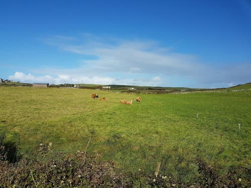 Blackberry Lodge B&B, General view