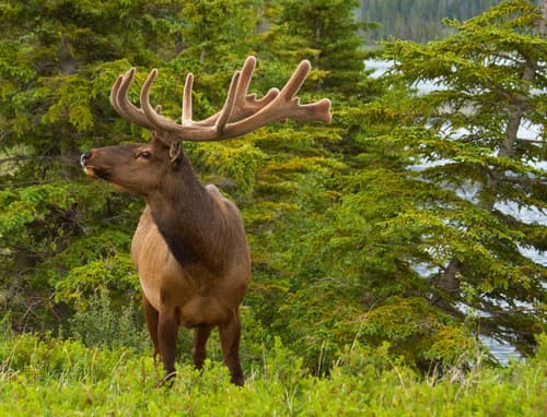 Jasper Downtown Hostel, 