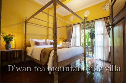 DWan Tea Mountain Side
