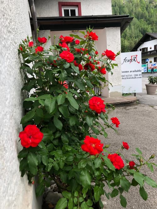 Fenix Hall Boutique Hotel Hallstatt
