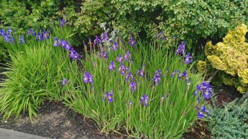 Coastal Inn - Kingfisher, 