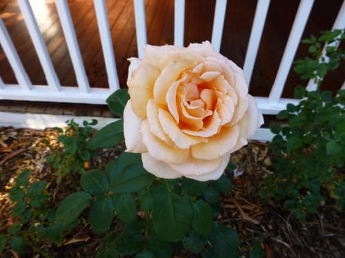 Lakeside Bed & Breakfast, 