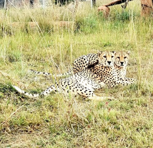 Pumbaa Wildlife Park & Accommodation