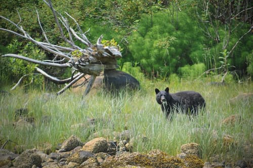Canadian Princess Lodge & Marina