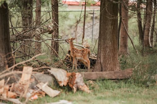 The Montague Rose Inn & Cafe