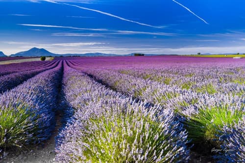 Coquelicot