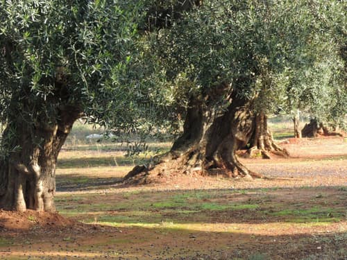 B&B Le Comari Salentine