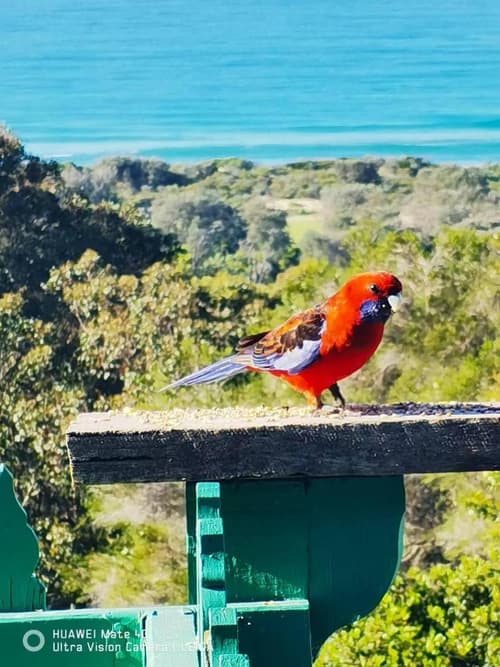 The Goat and Goose Bed & Breakfast