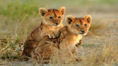Simba Safari. (Tanganyika Wilderness Lodge)