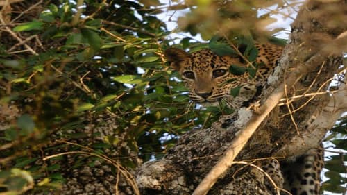 Leopards and Endemic Birds of Sri Lanka, Private Tour