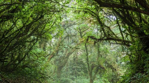 Bosques Místicos de Costa Rica