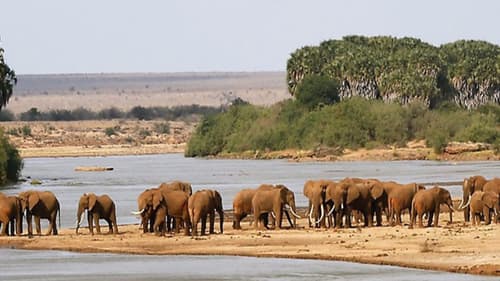 Flamingo Beach Resort & 1 Night Tsavo East Safari