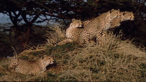 Combine d'Amboseli au Ngorongoro