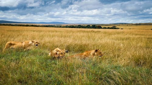 Voyager Beach Resort & 1 Night Tsavo Safari