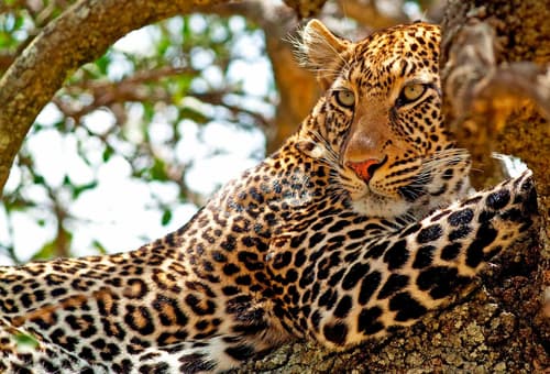 Safari Kipekee en 4x4