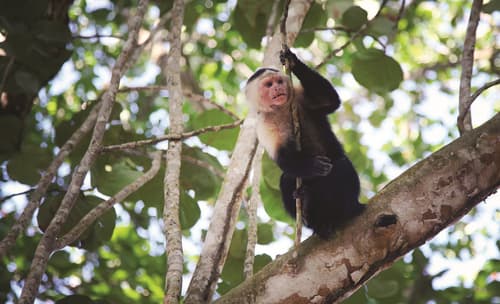 Costa Rica Maravillosa - con Traslados Regulares