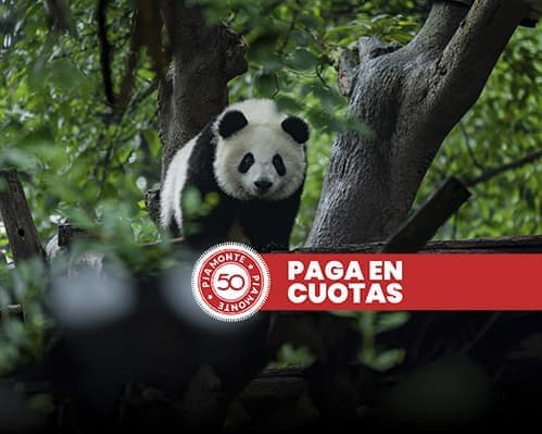 China & encuentro con los Osos Panda 03/10