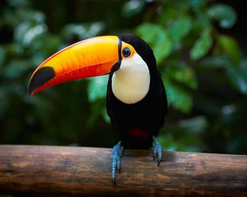 Cumaceba - Toucan 03D/02N