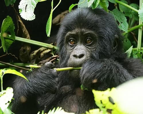 Uganda - Aventura de Safari de Primates 