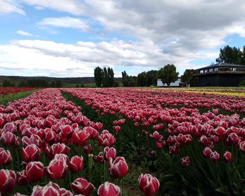 Tulipanes en Trevelin desde El Bolson: 4 noches