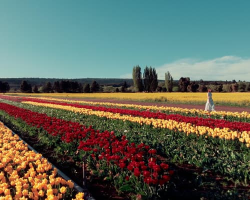 Tulip field in Trevelin Circuit from El Bolsón: 4 nights