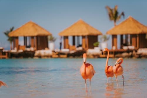 Aruba - 7 NTS