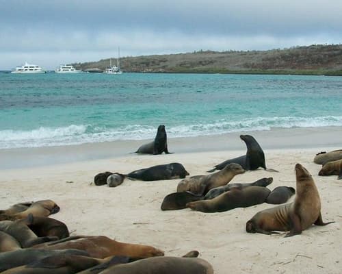 Galápagos Completo 8N